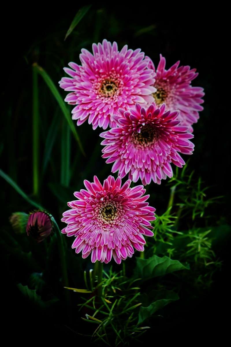 Gerbera Daisies- 03